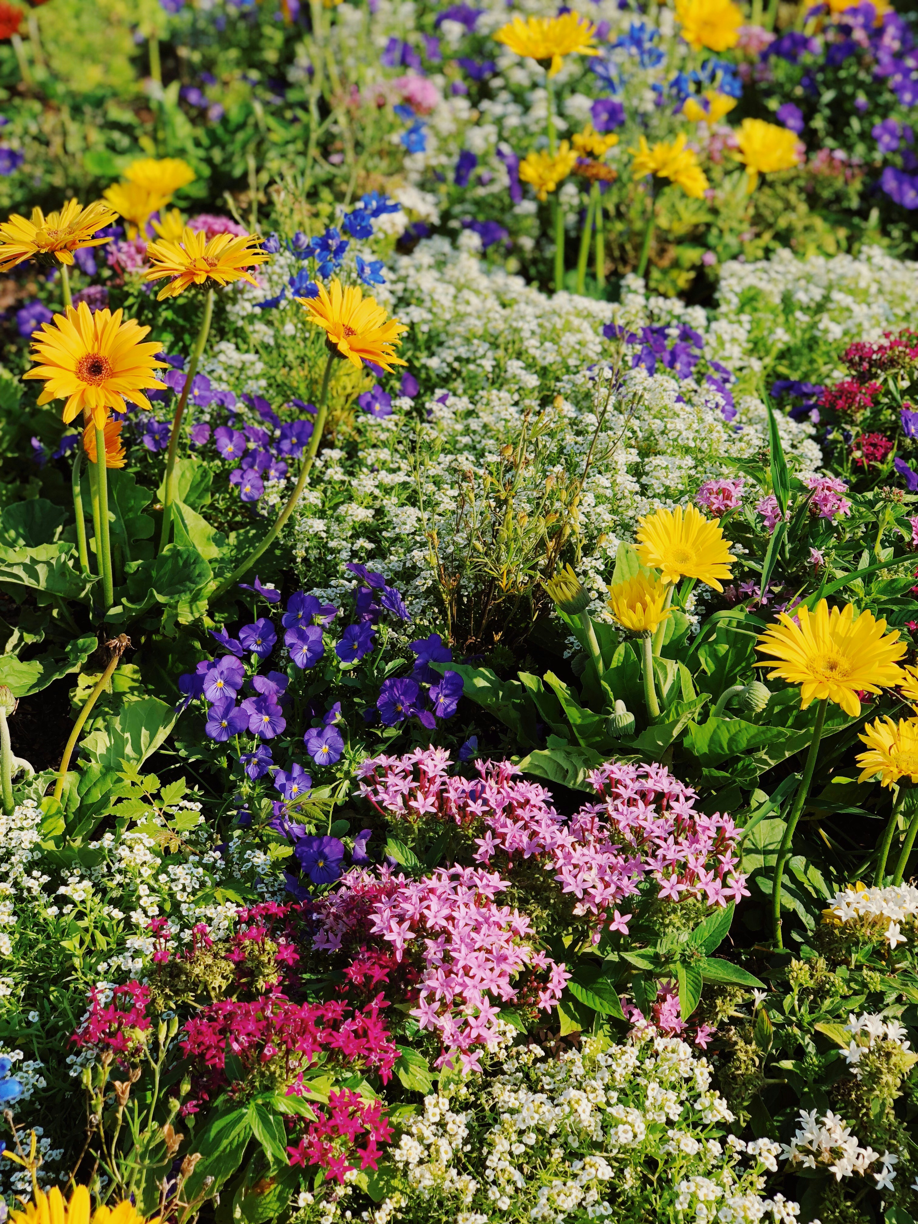 Garden design with feature rock — Island Green Services